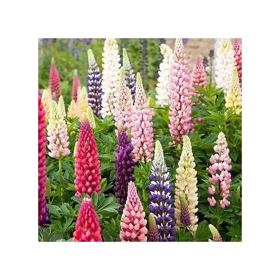 Lupinus polyphyllus / Csillagfürt