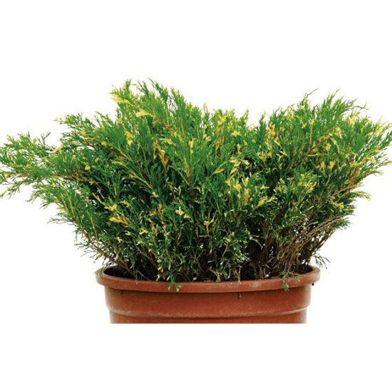 Juniperus sabina 'Variegata' / Tarka levelű nehéz szagú boróka