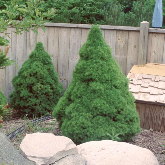 Picea glauca 'Conica' / Cukorsüvegfenyő