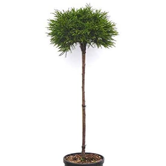 Cryptomeria japonica 'Globosa nana' / Törpe gömb japáncédrus (törzses)
