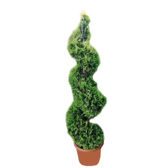Cupessocyparis leylandii 'Gold rider' / Aranylombú leyland-ciprus