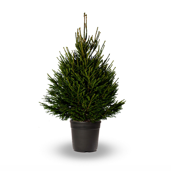 Picea abies / Lucfenyő