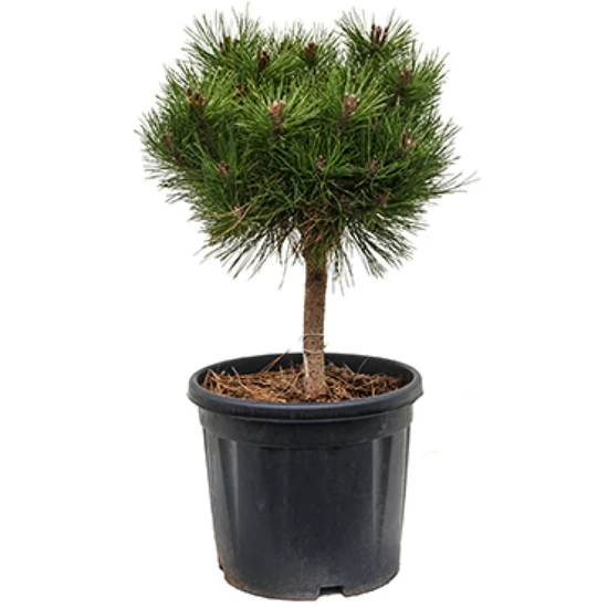 Pinus nigra 'Brepo' / Feketefenyő törpe gömb (1/4 törzses)