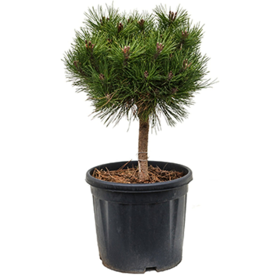 Pinus nigra 'Brepo' / Feketefenyő törpe gömb