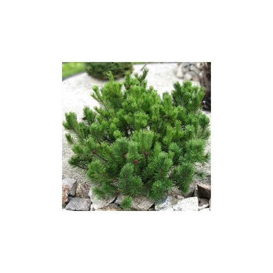 Pinus mugo var. 'Pumilio' / Párnás törpefenyő