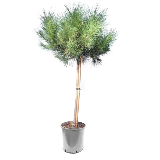 Pinus pinea / Mandulafenyő