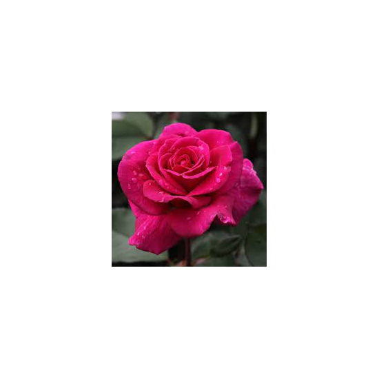 Rosa 'Blackberry Nip' / Teahibrid rózsa ( rózsaszín)