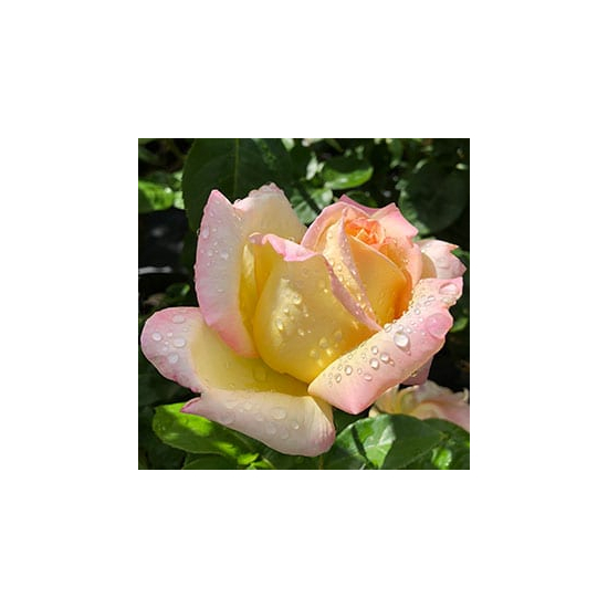 Rosa 'Peace' / Sárga-rózsaszín virágú magas törzsű rózsa