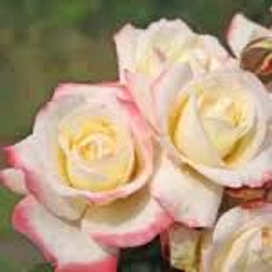 Rosa 'Athena' - Teahibrid rózsa (sárga-rózsaszín)