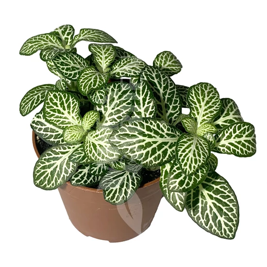 Fittonia / Hálóslevél
