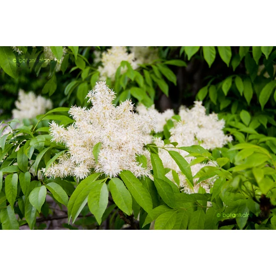 Fraxinus ornus / Virágos kőris