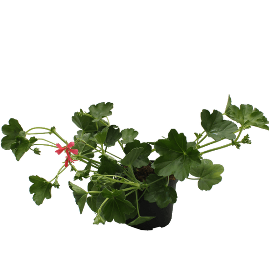 Pelargonium peltatum / Futó muskátli