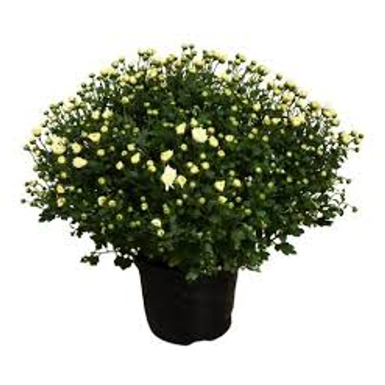 Chrysanthemum / Krizantém