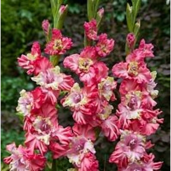 Gladiolus largeflowering 'Sorpresa' / Kardvirág