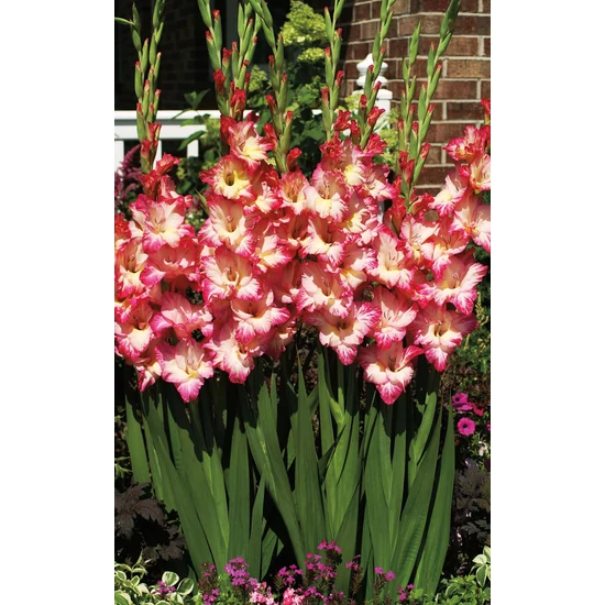 Gladiolus largeflowering 'Priscilla' / Kardvirág