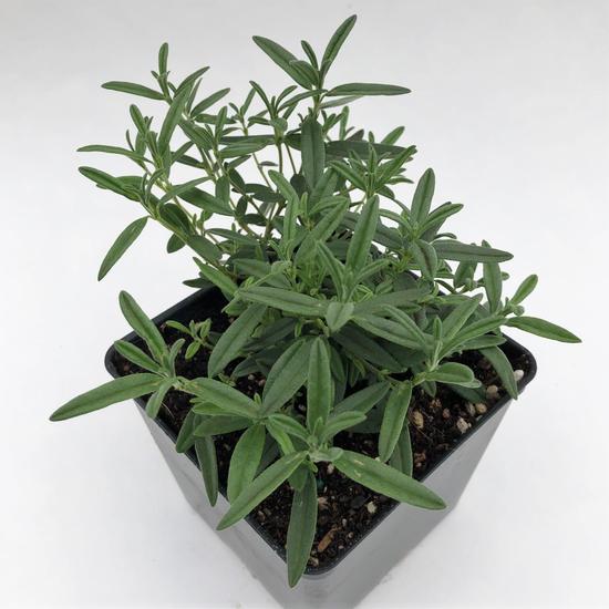 Helianthemum hybridum 'Red Orient' / Piros virágszínű évelő napvirág