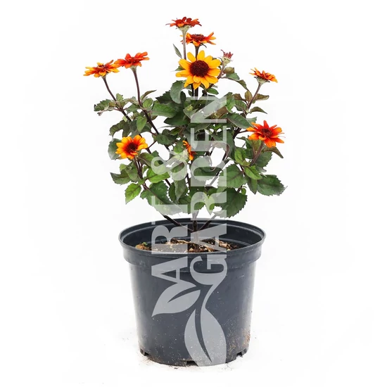Heliopsis helianthoides 'Luna Roja' / Érdes napszemvirág