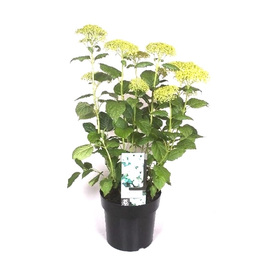 Hydrangea arborescens 'Annabelle' - Fehér virágú cserjés hortenzia