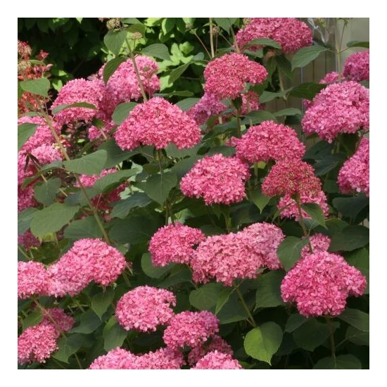 Hydrangea arborescens 'Pink Annabelle' / Rózsaszín virágú cserjés hortenzia