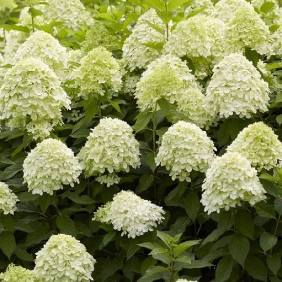 Hydrangea paniculata 'Limelight' / Bugás hortenzia