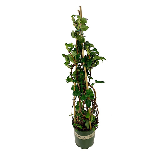Hydrangea petiolaris / Kúszó hortenzia
