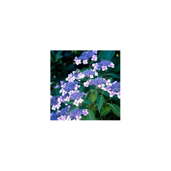 Hydrangea serrata - Fűrészes levelű hortenzia