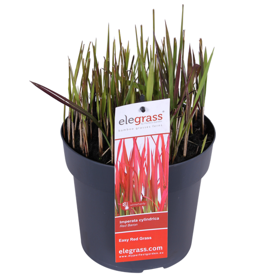 Imperata cylindrica 'Red Baron' / Vörös alangfű
