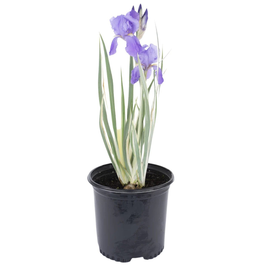 Iris pallida 'Variegata' / Dalmát nőszirom