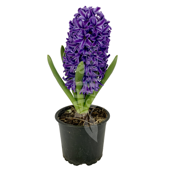 Hyacinthus / Jácint