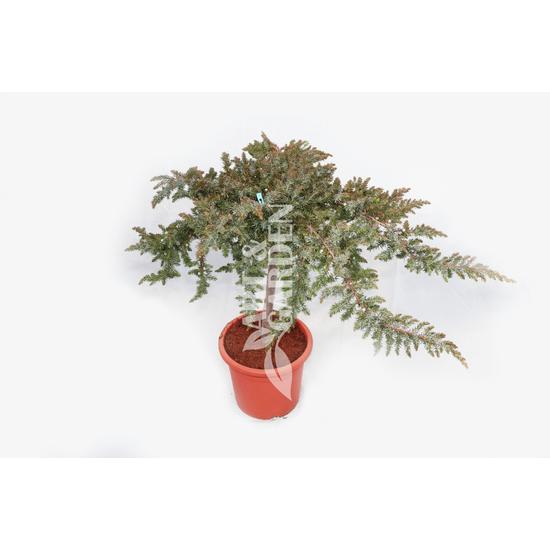 Juniperus conferta 'Blue Pacific' / Terülő kék boróka (1/4 törzses)