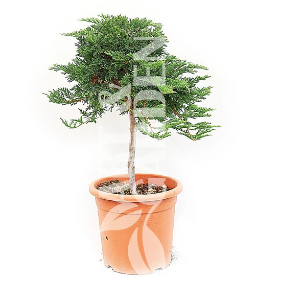 Juniperus horizontalis 'Prince of Wales' / Terülő boróka (1/4 törzses)