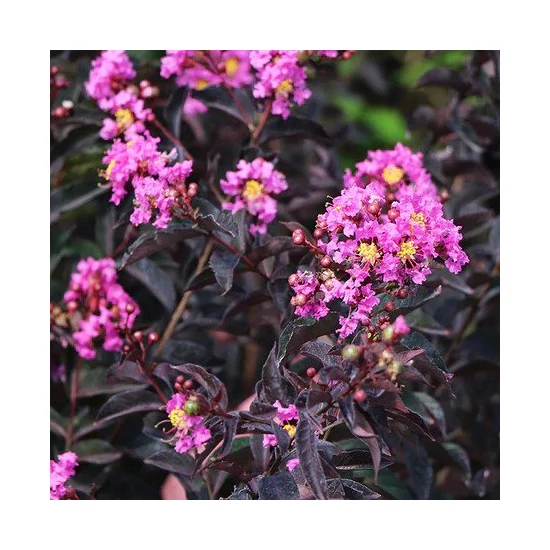 Lagerstroemia indica 'Purely Purple' / Lila virágszínű bordó levelű kínai selyemmirtusz