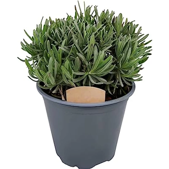 Lavandula angustifolia 'Rosea' / Rózsaszín virágú levendula