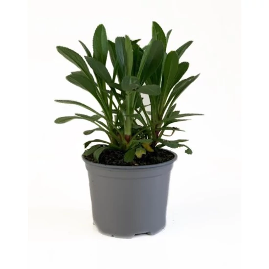 Leucanthemum x superbum 'Botond' / Évelő törpe margaréta