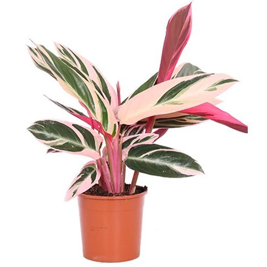 Calathea triostar | Art&Garden Kertszeti ruda rdliget, rd, Disd
