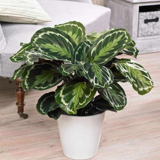 Calathea veitchiana