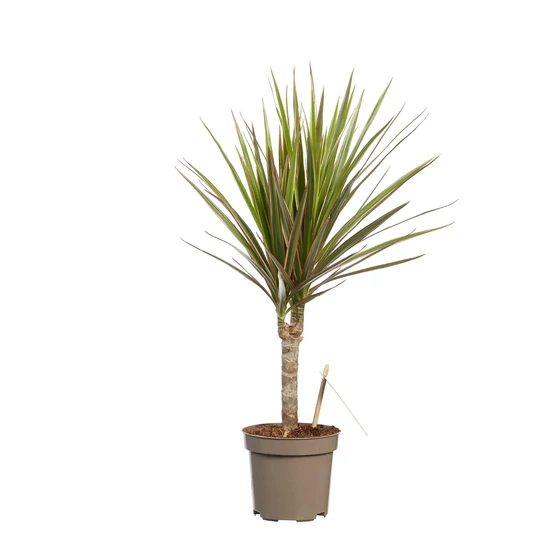 Dracaena marginata 'Bicolor' / Sárkányfa, Dracéna