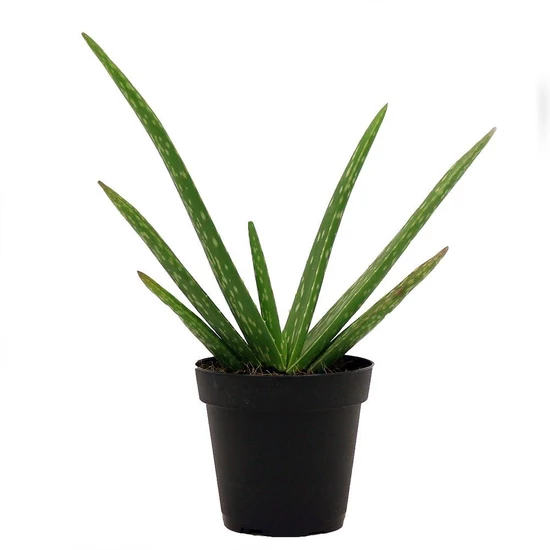 Aloe vera / Orvosi alo | Art&Garden Kertszeti ruda rdliget, rd, Disd