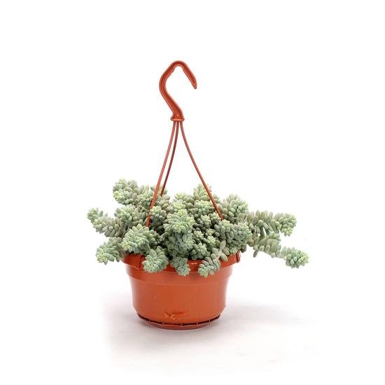 Sedum 'Burrito' / Csüngő varjúháj