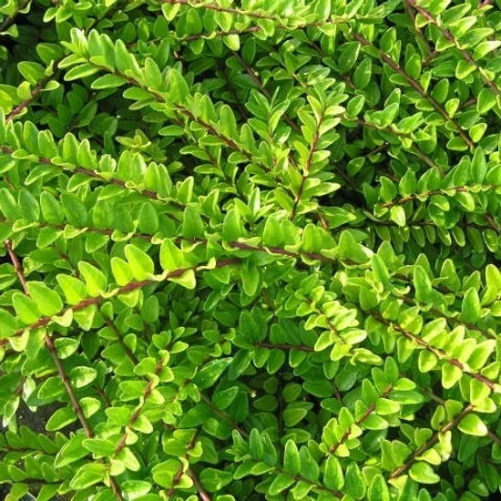 Lonicera nitida 'Maigrün' / Terülő mirtuszlonc