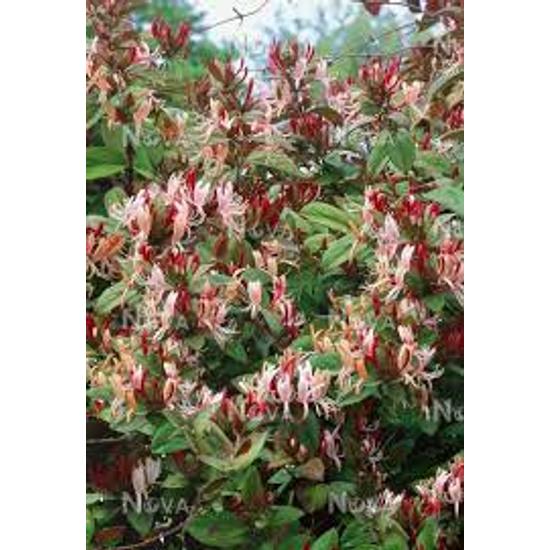 Lonicera 'Red World' - Japán kúszólonc