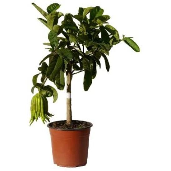 Citrus medica digitata / Buddha keze citrom