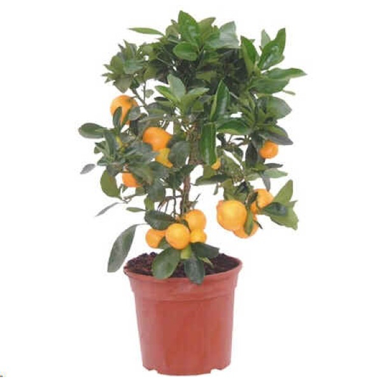 Citrus mitis 'Calamondin' / Törpe narancs