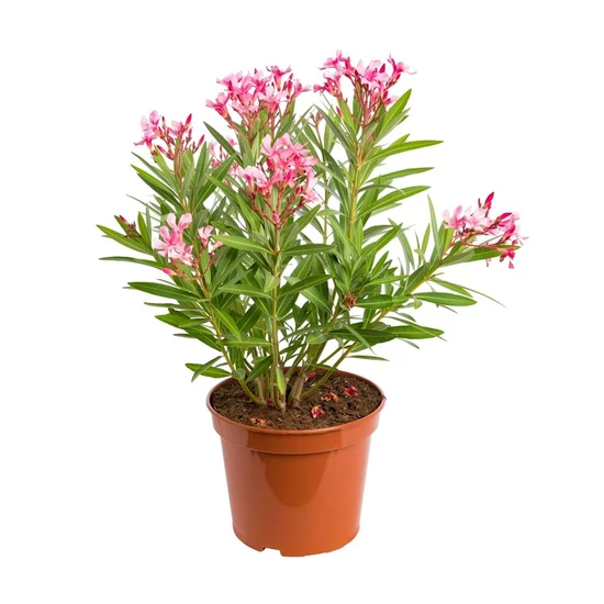 Nerium oleander / Leander