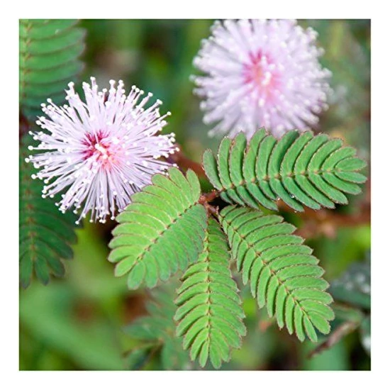 Mimosa pudica / Mimóza