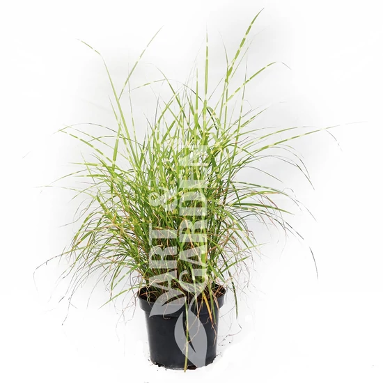 Miscanthus sinensis ‘Strictus Dwarf’ / Kínai csíkos törpe japánfű