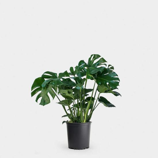 Monstera deliciosa / Könnyezőpálma