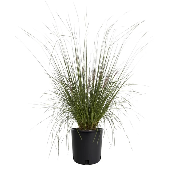 Mühlenbergia capillaris / Vattacukorfű