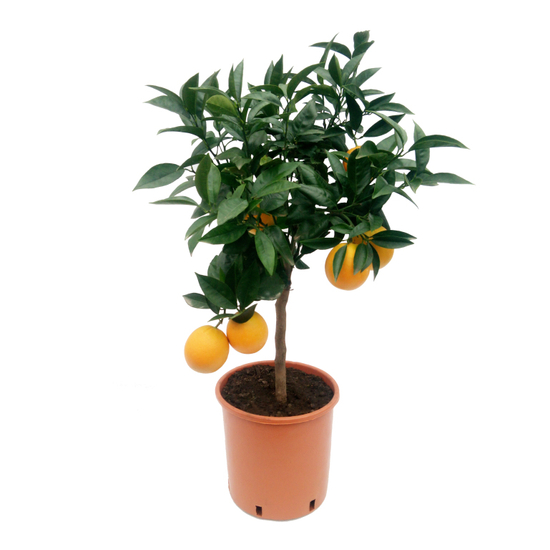 Citrus sinensis / Narancsfa