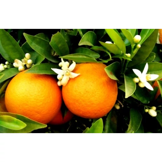 Citrus sinensis / Narancsfa